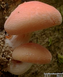 Rhodotus palmatus (żyłkowiec różowawy)