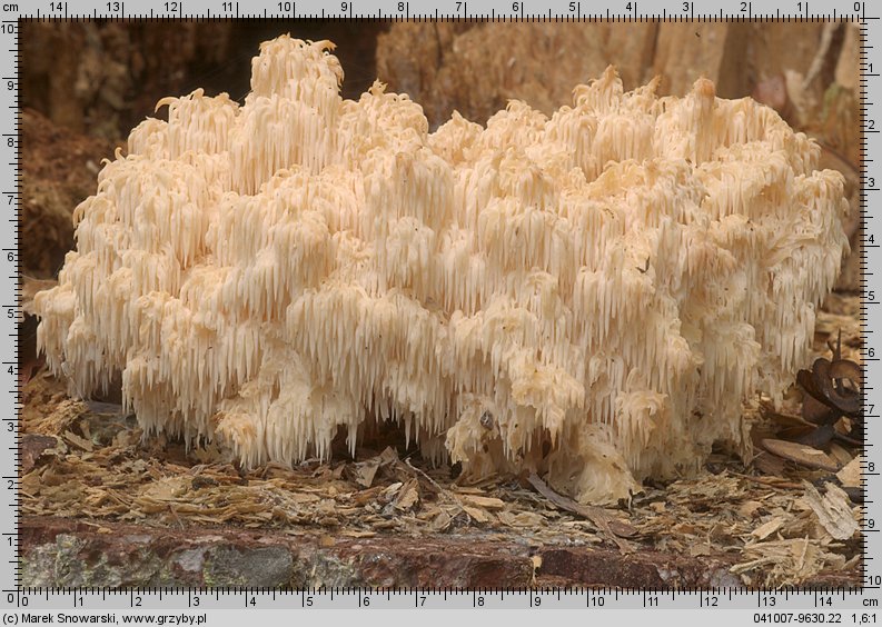 Hericium flagellum (soplówka jodłowa)