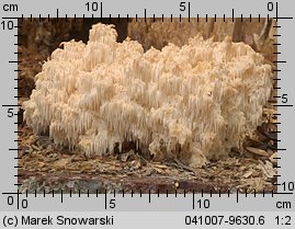 Hericium flagellum (soplówka jodłowa)