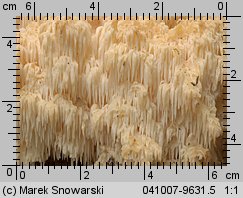 Hericium flagellum (soplówka jodłowa)