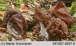 Gyromitra infula (piestrzenica infułowata)