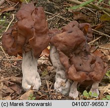 Gyromitra infula (piestrzenica infułowata)