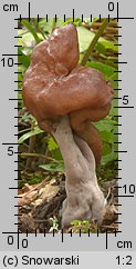 Gyromitra infula (piestrzenica infułowata)