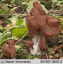 Gyromitra infula (piestrzenica infułowata)