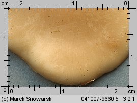 Cerioporus varius (żagwiak zmienny)