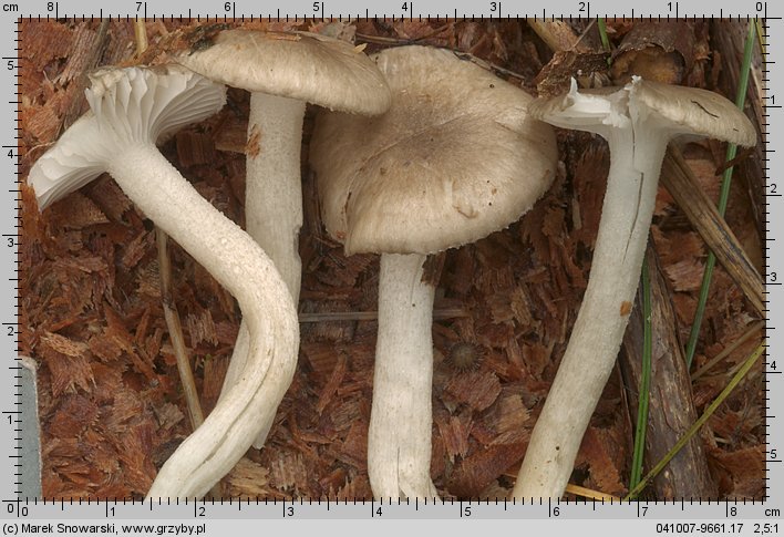 Hygrophorus pustulatus (wodnicha kropkowana)