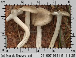 Hygrophorus pustulatus (wodnicha kropkowana)