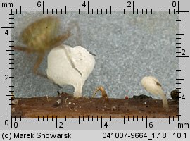 Calyptella capula (miseczniczka łodygowa)