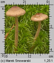 Unidentified-Cortinarius