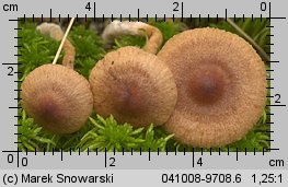 Unidentified-Cortinarius