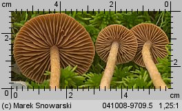 Unidentified-Cortinarius