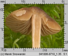 Unidentified-Cortinarius