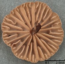 Gymnopus androsaceus (szczetkostopek szpilkowy)