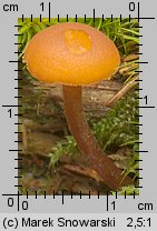 Gymnopilus picreus (łysak ciemnotrzonowy)