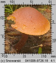 Gymnopilus picreus (łysak ciemnotrzonowy)