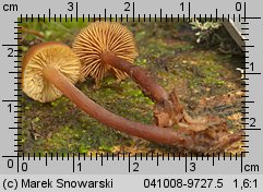 Gymnopilus picreus (łysak ciemnotrzonowy)