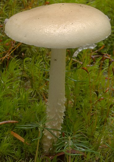 Stropharia hornemannii (pierścieniak okazały)