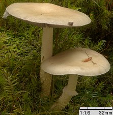 Stropharia hornemannii (pierścieniak okazały)