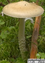 Stropharia hornemannii (pierścieniak okazały)