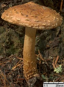 Hemistropharia albocrenulata (łuskwiak karbowany)