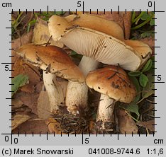 Unidentified-Cortinarius