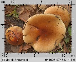 Unidentified-Cortinarius