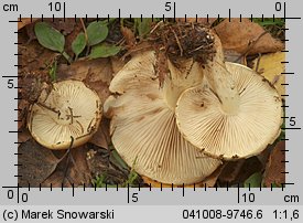 Unidentified-Cortinarius