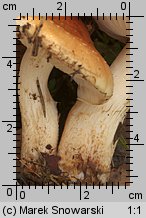 Unidentified-Cortinarius