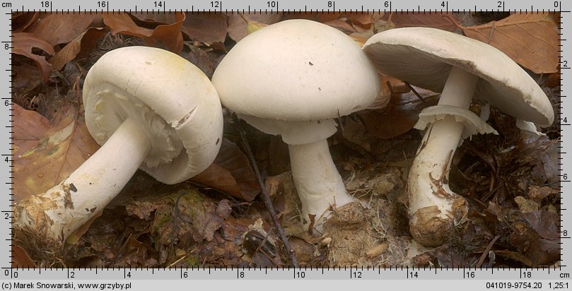 Agaricus silvicola (pieczarka bulwiasta)