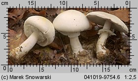 Agaricus silvicola (pieczarka bulwiasta)