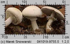 Agaricus silvicola (pieczarka bulwiasta)