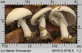 Agaricus silvicola (pieczarka bulwiasta)