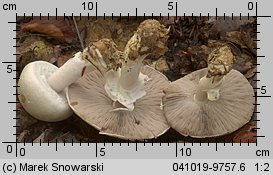 Agaricus silvicola (pieczarka bulwiasta)