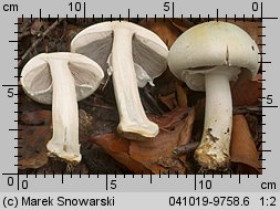 Agaricus silvicola (pieczarka bulwiasta)