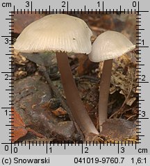 Unidentified-Mycena