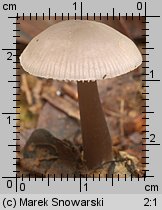 Unidentified-Mycena