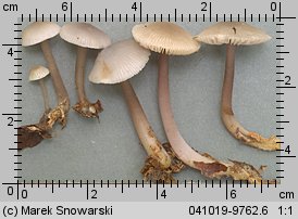 Unidentified-Mycena