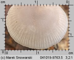 Unidentified-Mycena