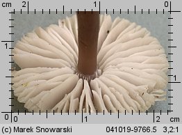 Unidentified-Mycena