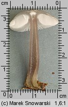 Unidentified-Mycena