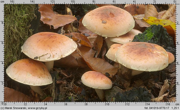 Hypholoma lateritium (maślanka ceglasta)