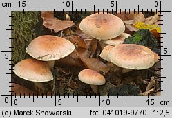 Hypholoma lateritium (maślanka ceglasta)