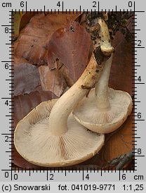 Hypholoma lateritium (maślanka ceglasta)