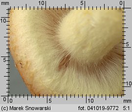 Hypholoma lateritium (maślanka ceglasta)