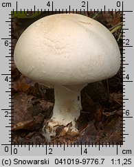 Agaricus silvicola (pieczarka bulwiasta)