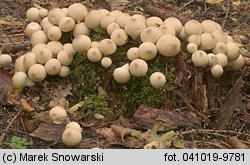 Lycoperdon pyriforme (purchawka gruszkowata)