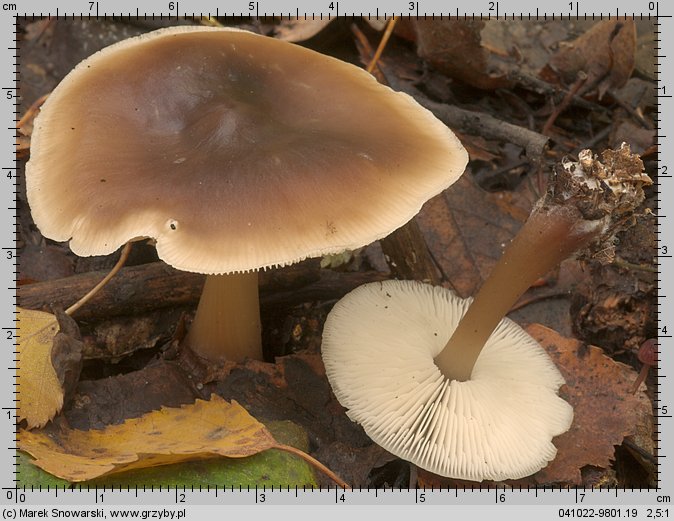 Rhodocollybia butyracea (monetnica maślana)