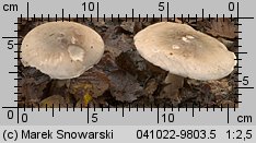 Clitocybe nebularis (lejkówka szarawa)