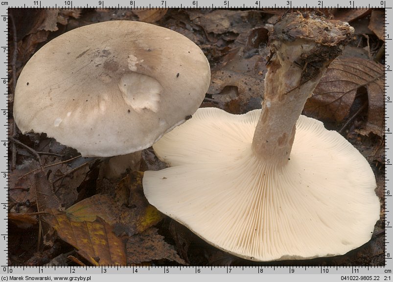 Clitocybe nebularis (lejkówka szarawa)