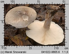 Clitocybe nebularis (lejkówka szarawa)